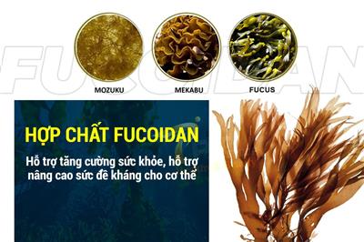 Tác dụng của Fucoidan với người bệnh ung thư, đặc biệt là bệnh nhân ung thư giai đoạn muộn